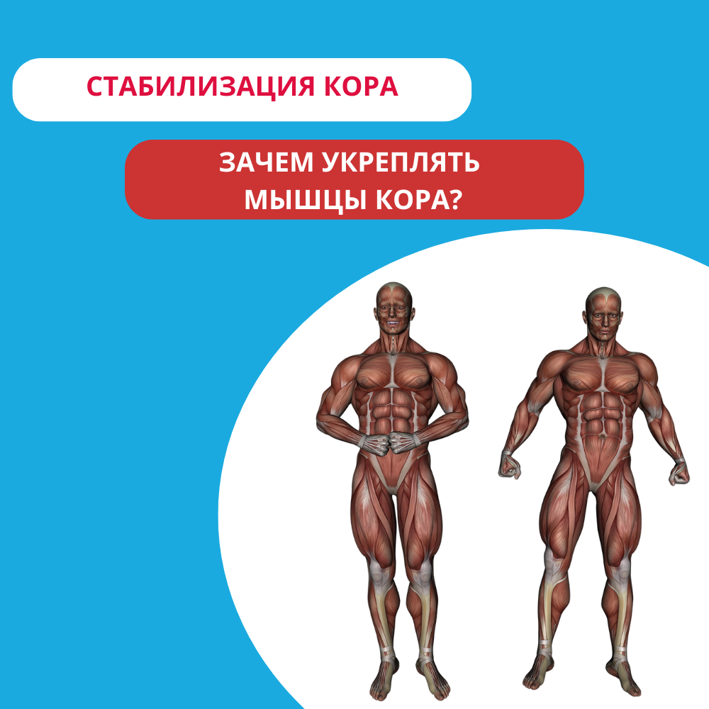 Стабилизация мышц кора: фундамент силы, осанки и здоровья