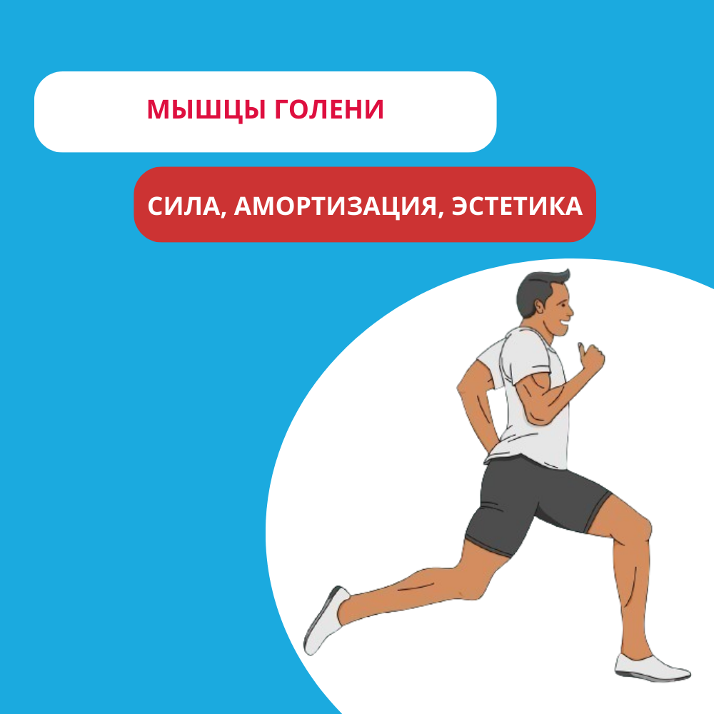 Мышцы голени: сила, амортизация и эстетика